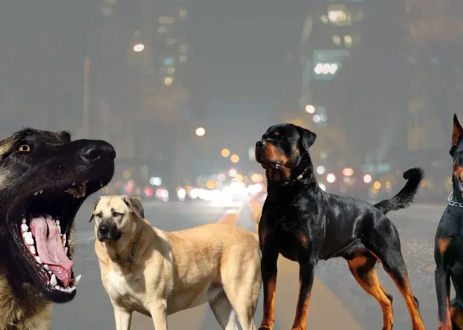 6 Melhores Cães de Guarda: Guia Completo e Cuidados Essenciais