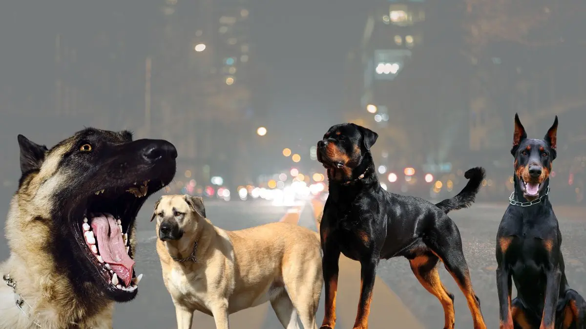 6 Melhores Cães de Guarda: Guia Completo e Cuidados Essenciais